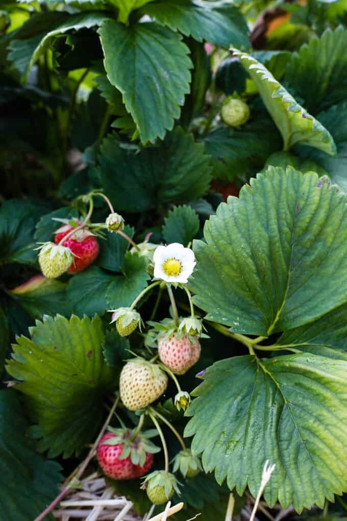 Strawberry cake full of summer berries | via @annabanana.co