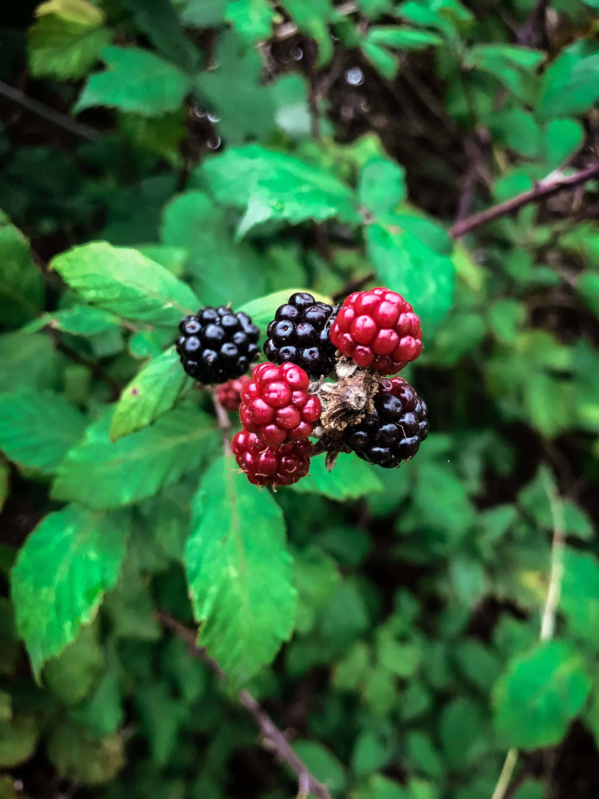 Wild blackberry jam tart | via @annabanana.co