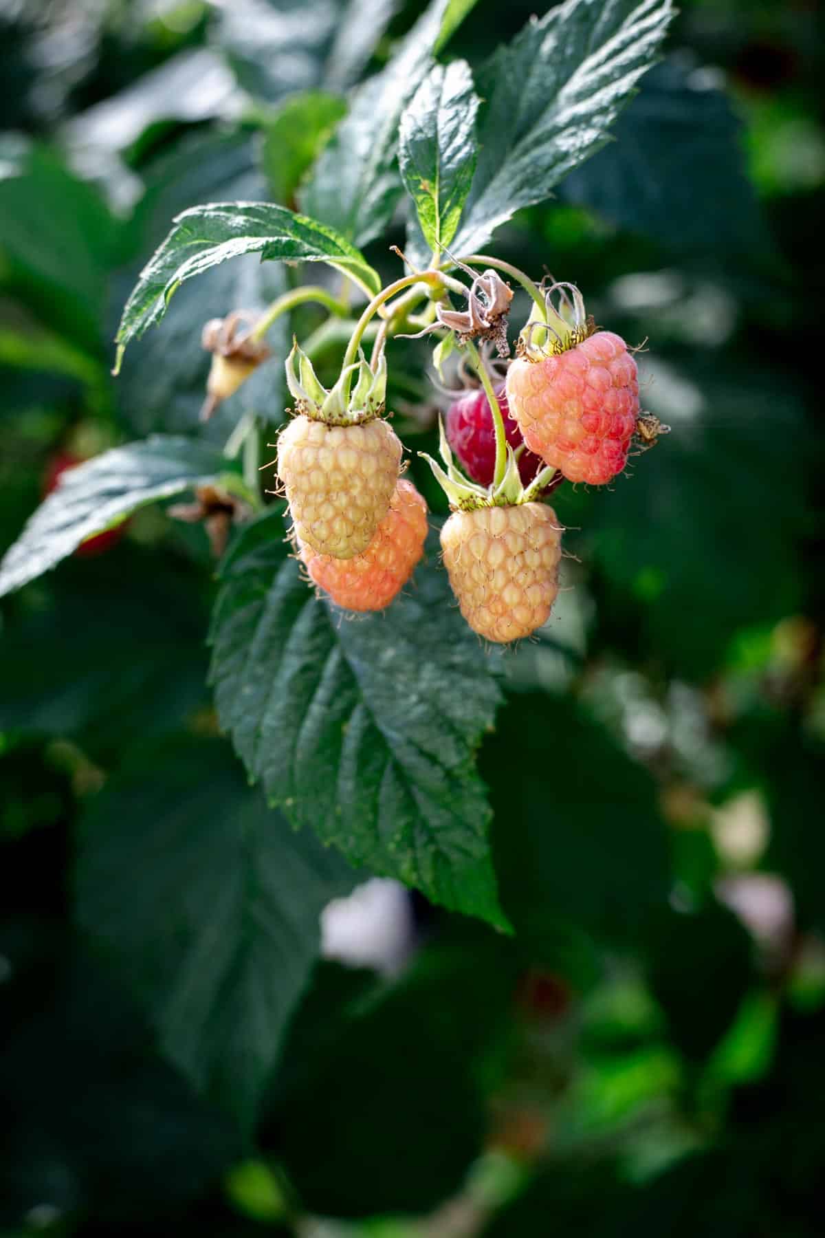 Beautiful summer raspberries #raspberries #summer | via @annabanana.co