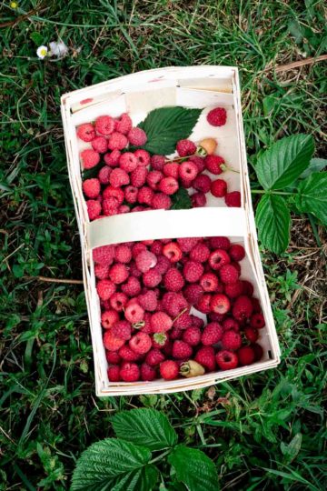 Basket with freshly picked raspberries #summerberries #raspberries | via @annabanana.co