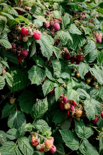 Sweet and juicy summer raspberries #raspberries #foodphotography | via @annabanana.co